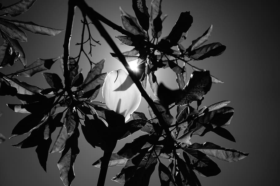 plant, leaf, tree, silhouette, nature, blossom, flower, acanthaceae HD wallpaper