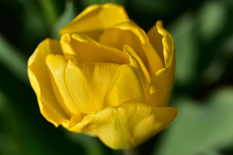 tulip, yellow, spring, flower, blossom, bloom, nature, plant HD wallpaper