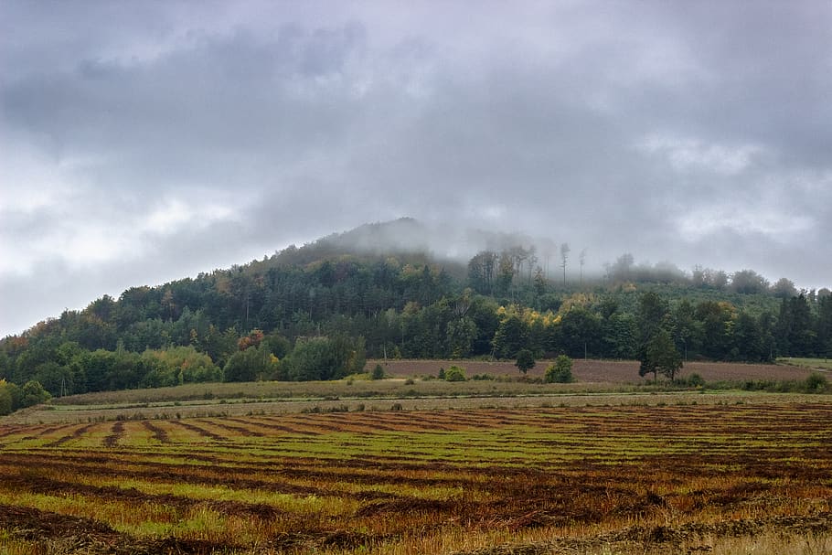 hill, fog, mist, trees, forest, nature, environment, cloud - sky HD wallpaper