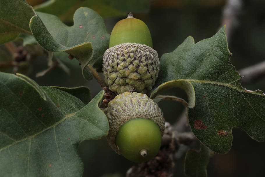 acorn, oak, green, fruit, seeds, plant part, leaf, growth, green color, HD wallpaper