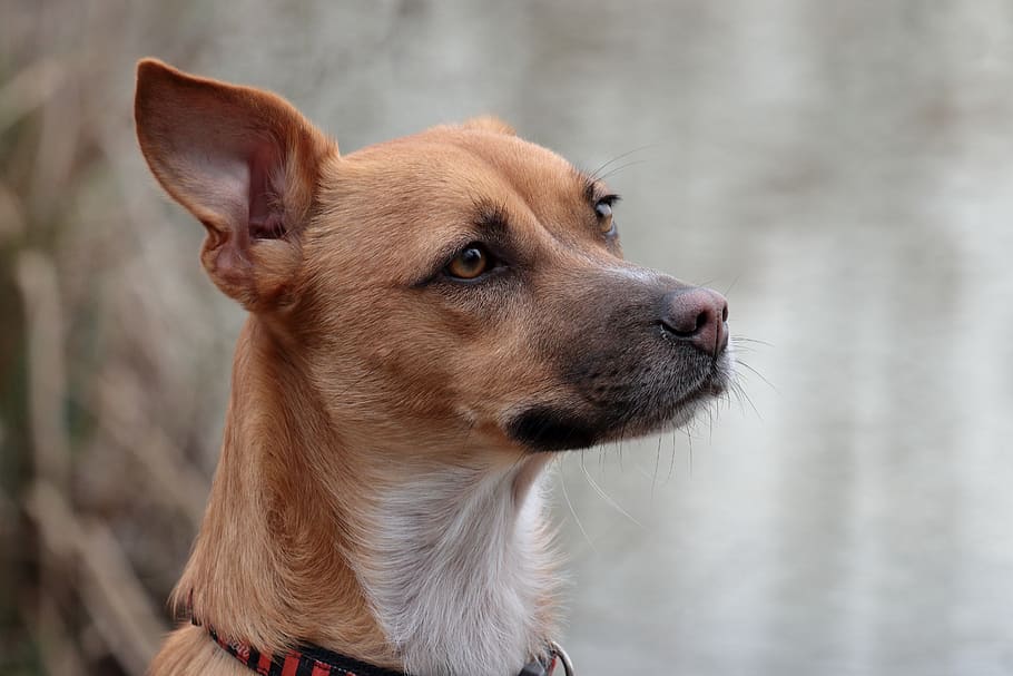 dog, animal, head, one animal, mammal, animal themes, canine HD wallpaper