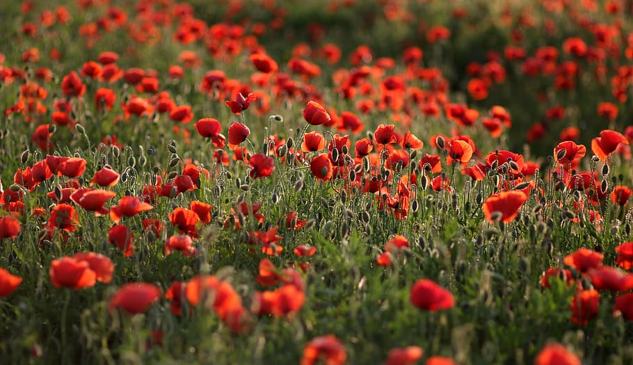 poppies, red, plain, flower, nature, growth, plant, beauty in nature HD wallpaper