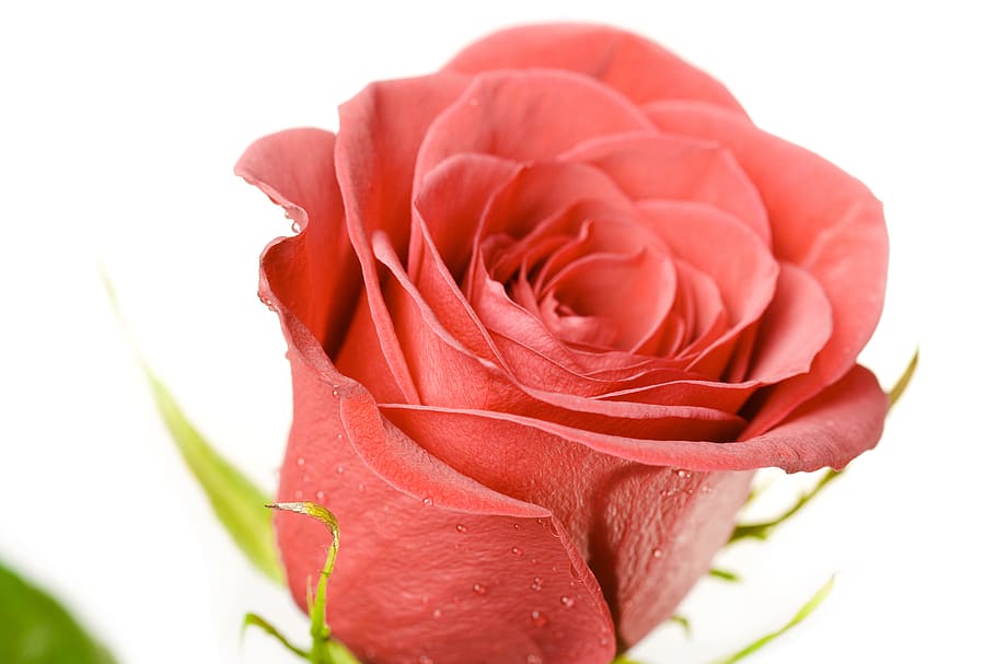 flower, con2011, nature, flowering plant, beauty in nature HD wallpaper