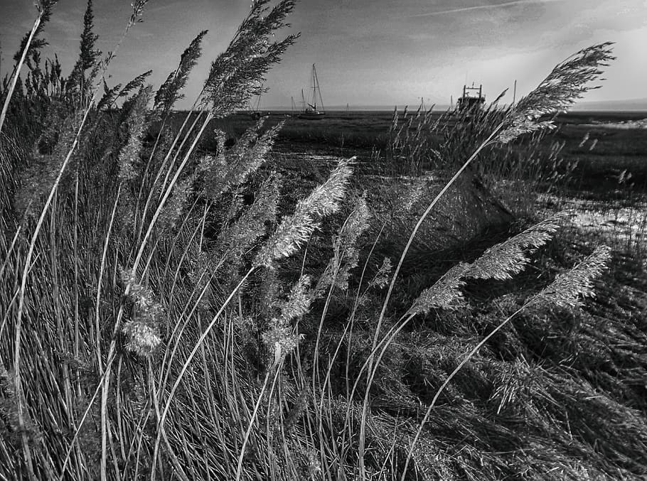 grayscale plant, grass, lawn, reed, nature, ice, outdoors, vegetation