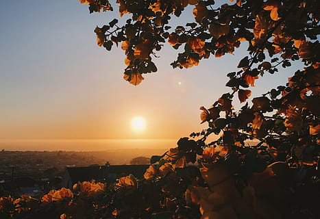 flare, light, sunlight, plant, leaf, nature, outdoors, 1675 15th ave HD wallpaper