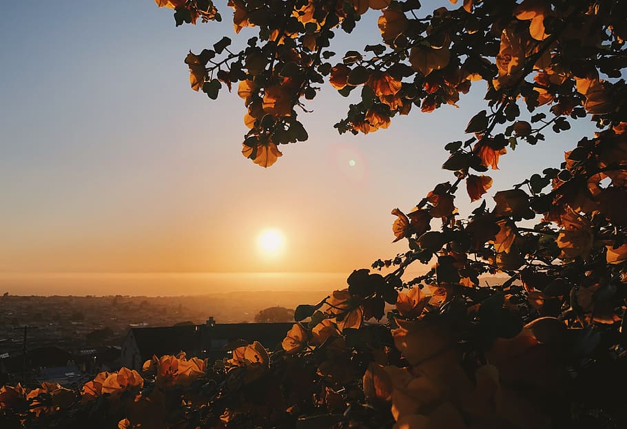 flare, light, sunlight, plant, leaf, nature, outdoors, 1675 15th ave HD wallpaper