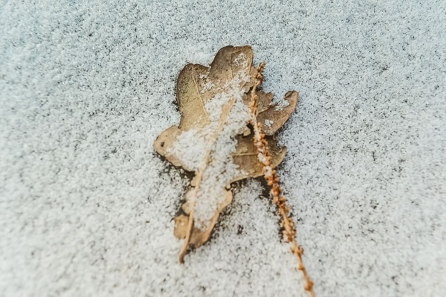 snow, leaf, oak leaf, brown, white, macro, macro photo, macro photography HD wallpaper
