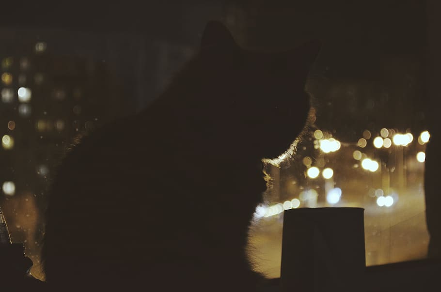 background, wallpaper, lonely, quiet, calm, winter, neko, silhouette HD wallpaper