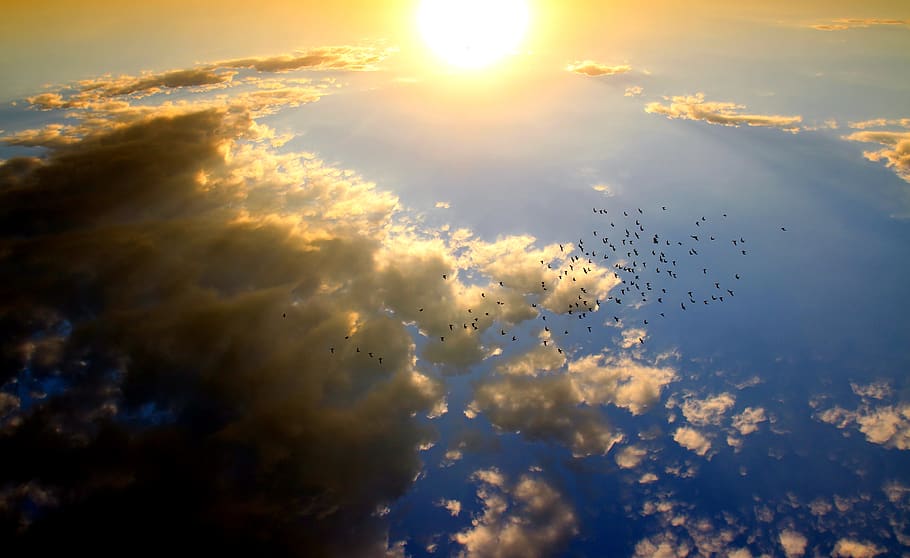 Birds Flying in the Sky during Daytime, atmosphere, bright, cloud HD wallpaper