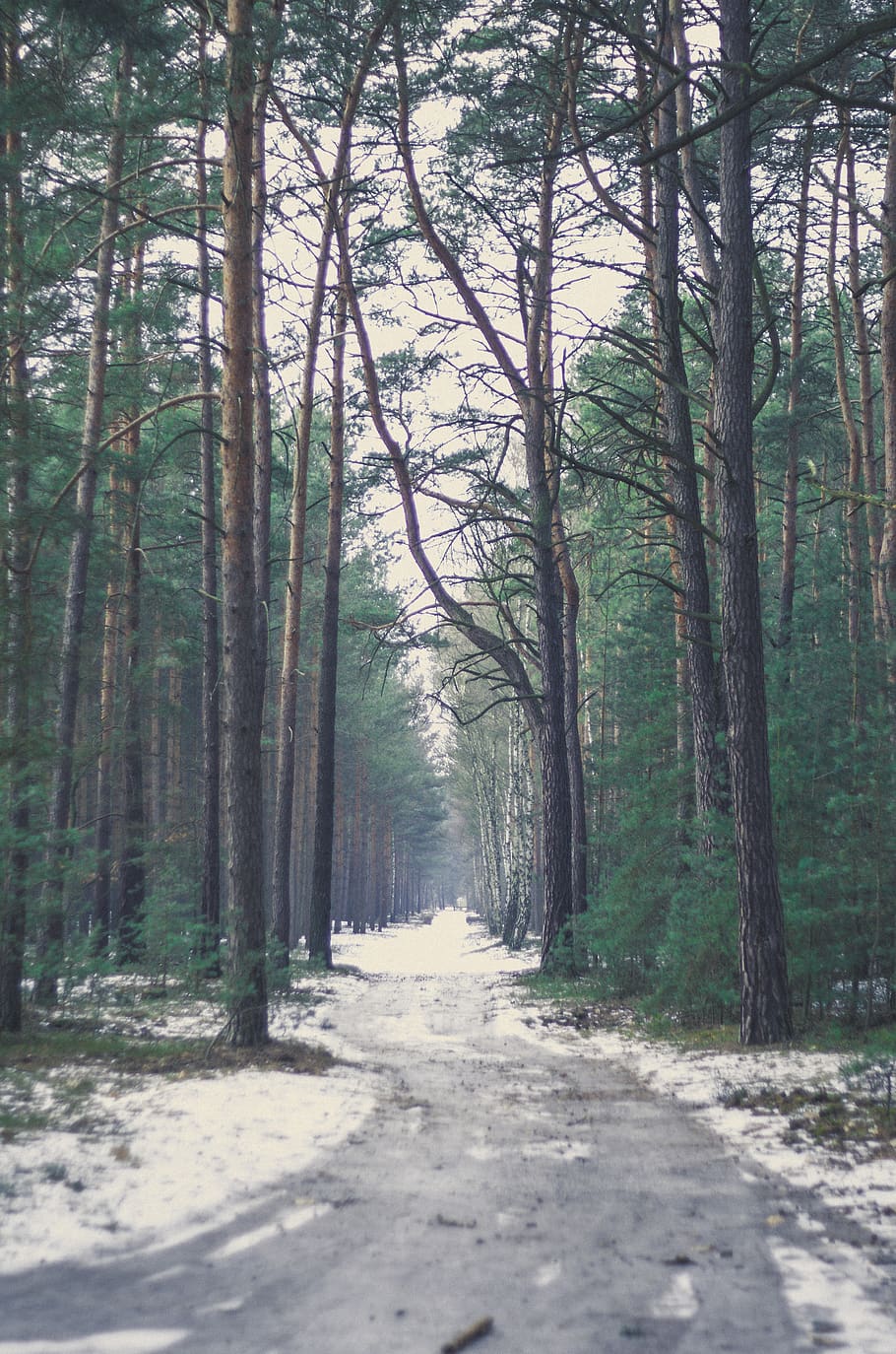 trees, forest, lake, snow, road, lonely, sadness, plant, land HD wallpaper