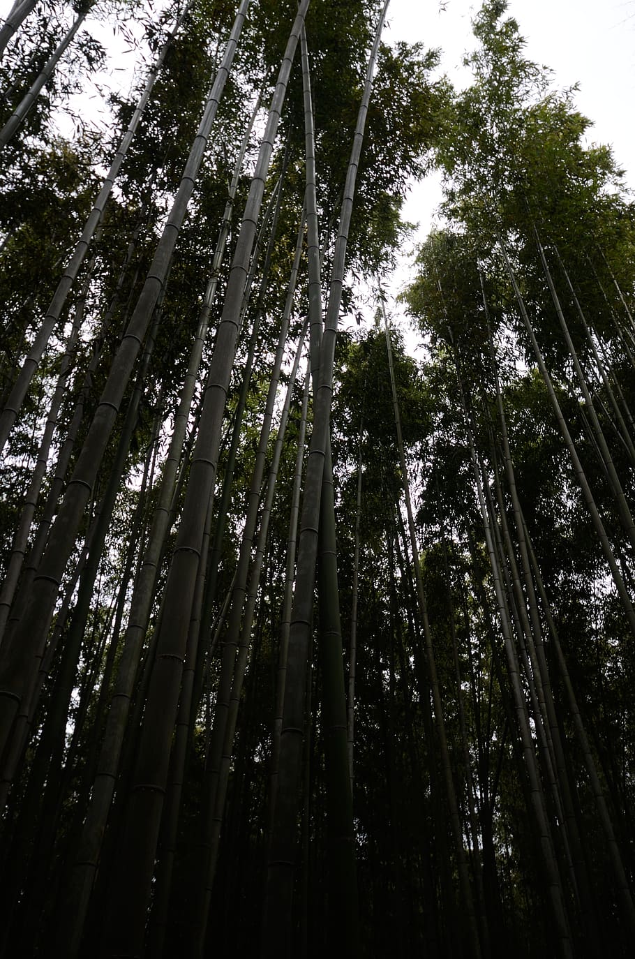 japan, kyoto, plant, tree, low angle view, forest, growth, land HD wallpaper
