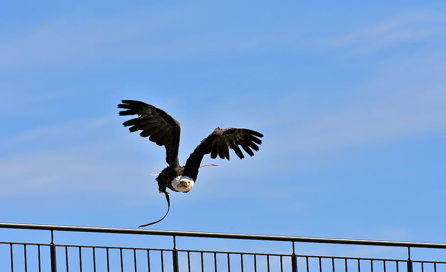 adler, bald eagle, flying, bird, raptor, bird of prey, bill HD wallpaper