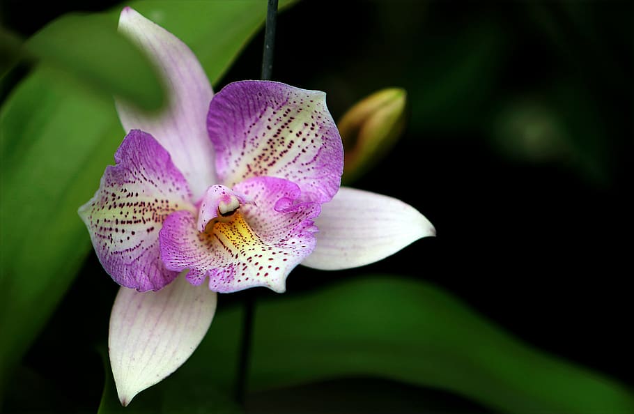 White and Purple Flower, beautiful, bloom, blooming, blossom HD wallpaper