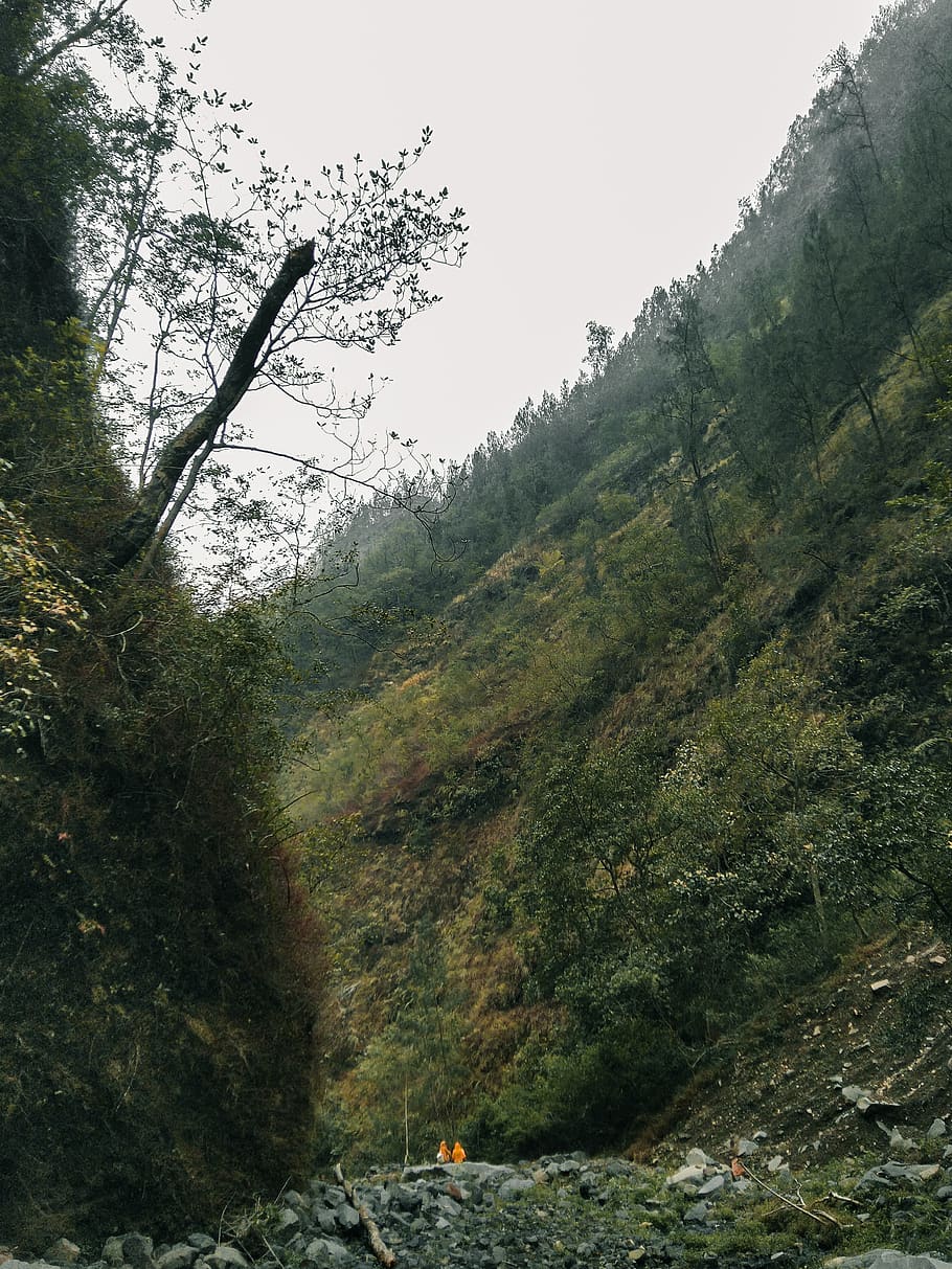 slope, nature, plant, tree, outdoors, fir, abies, countryside HD wallpaper