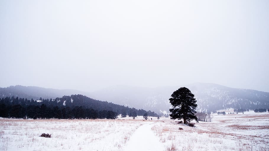 trees, forest, mountain, colorado, winter, snow, white, fog HD wallpaper