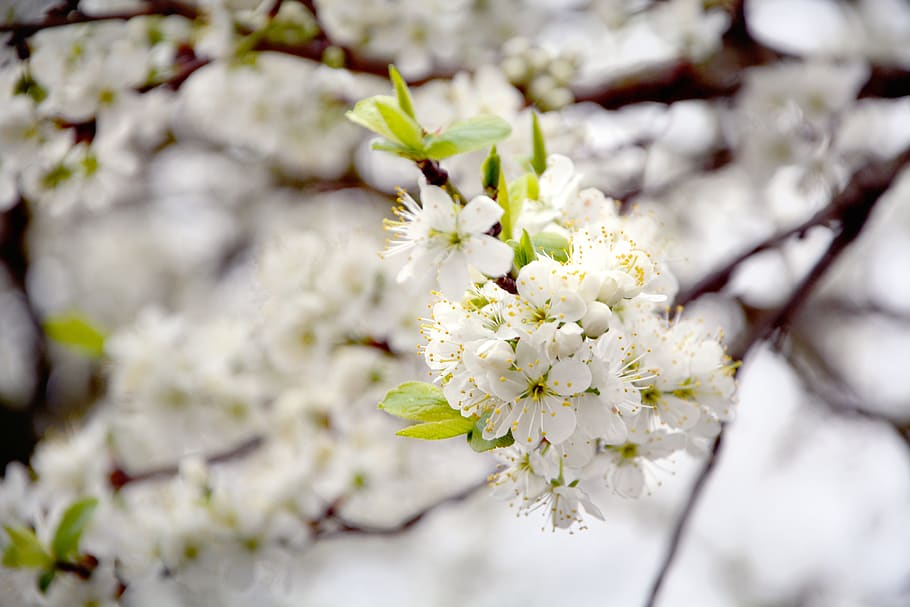 spring, cherry blossoms, branch, bloom, cherry tree, flower HD wallpaper