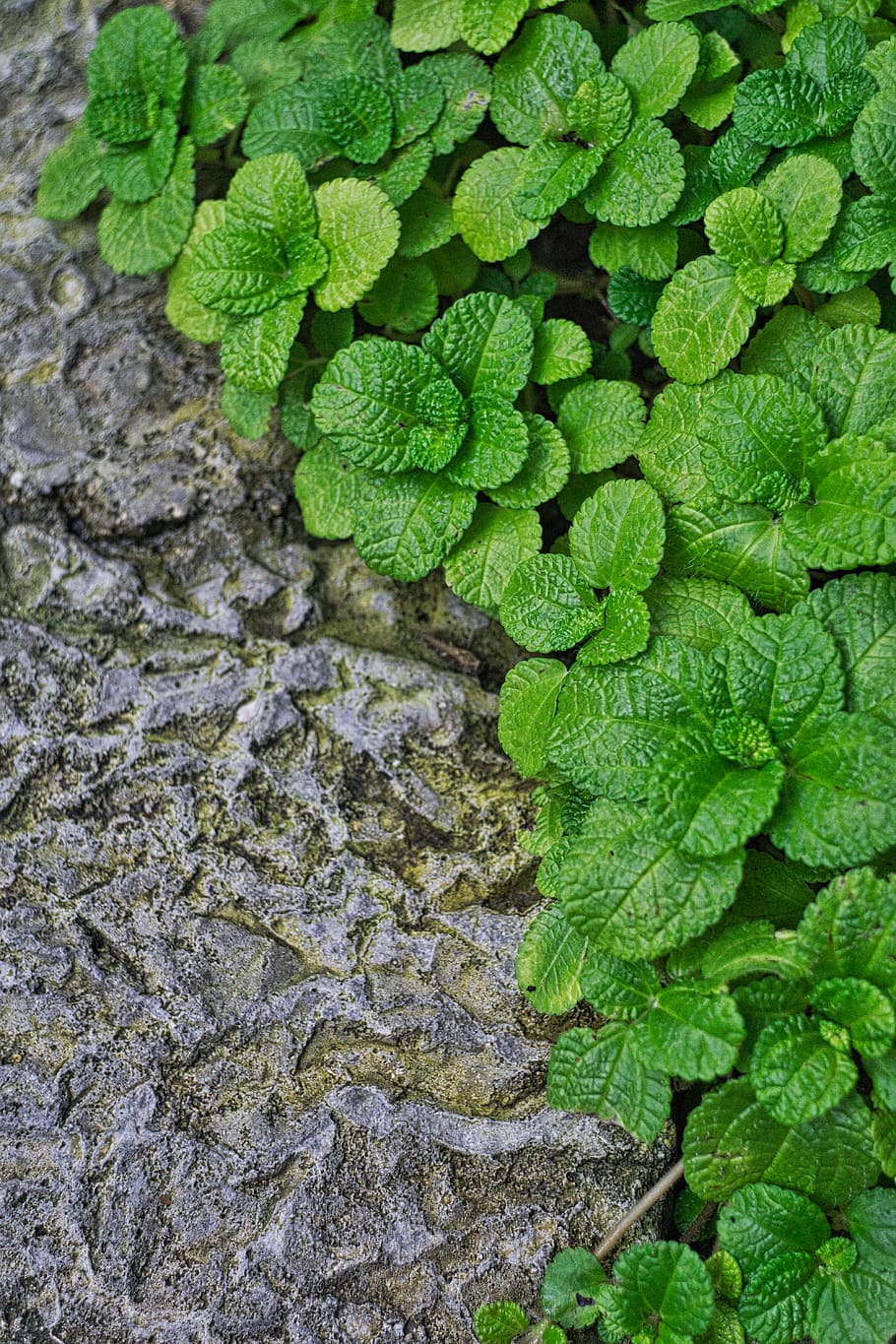 green leaves, green color, growth, plant, full frame, leaf HD wallpaper