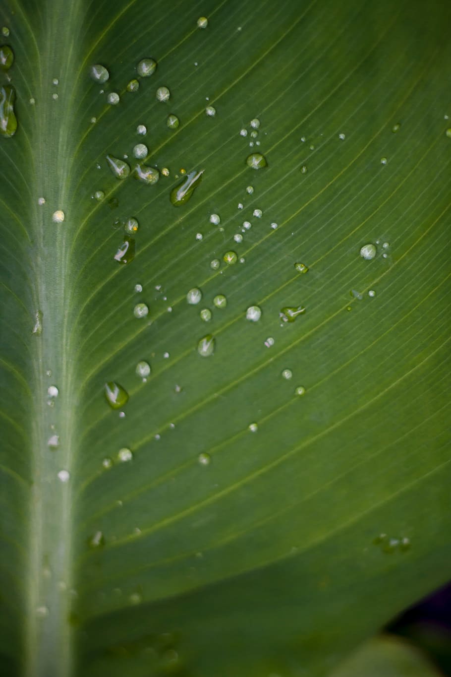 water, droplets, leaf, wet, damp, moist, rain, h20, plant, nature HD wallpaper