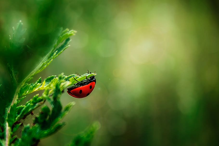 ladybug, insect, beetle, nature, macro, spring, sheet, fauna HD wallpaper