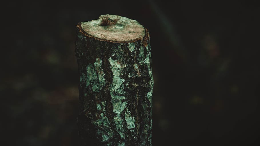 green, forest, nature, wallpaper, adventure, outdoor, lake HD wallpaper