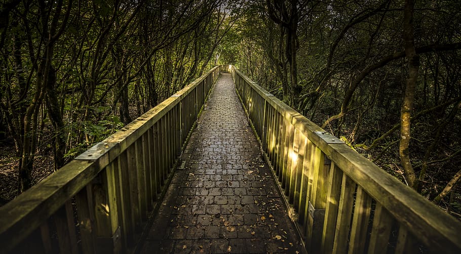 ireland, crusheen, tree, plant, forest, direction, the way forward HD wallpaper