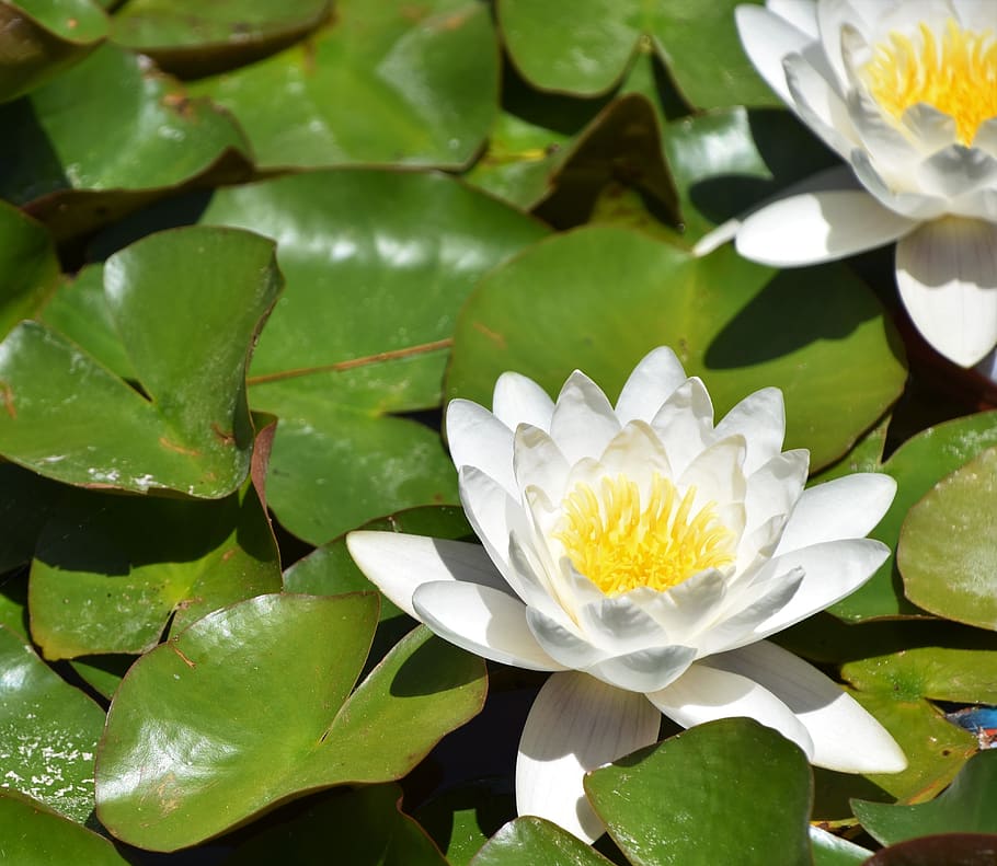 HD wallpaper: water lily, flower, leaves, pond, nature, garden, white