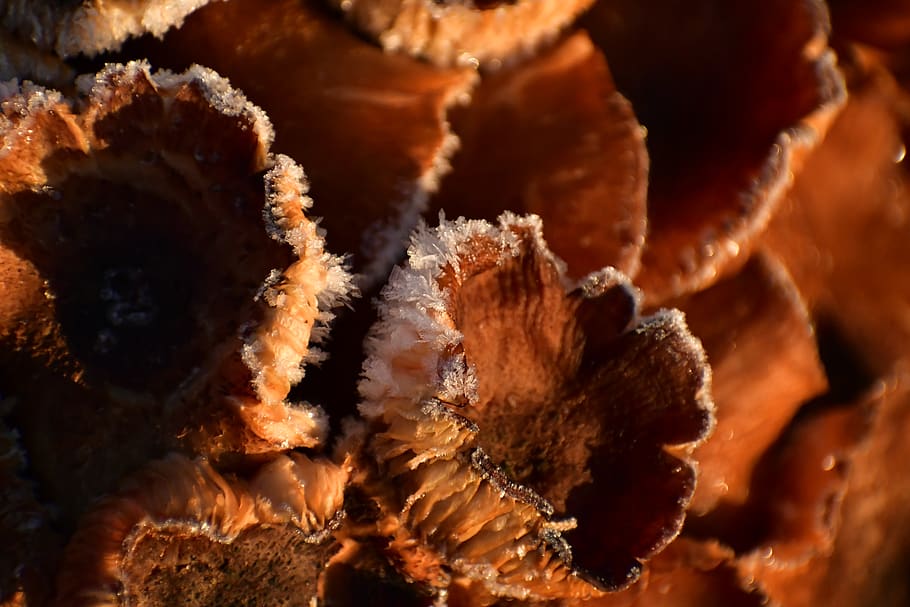 close-up, food, food and drink, no people, full frame, freshness HD wallpaper