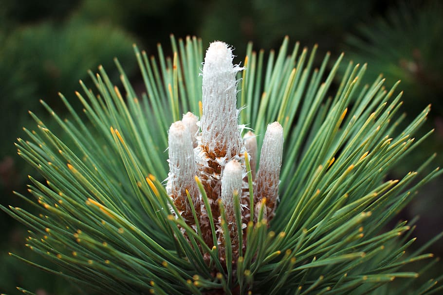 nature, plants, details, pine tree, coniferous tree, green color HD wallpaper