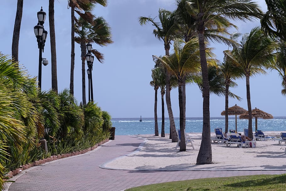 beach, palm tree, ocean, caribbean, plant, tropical climate HD wallpaper