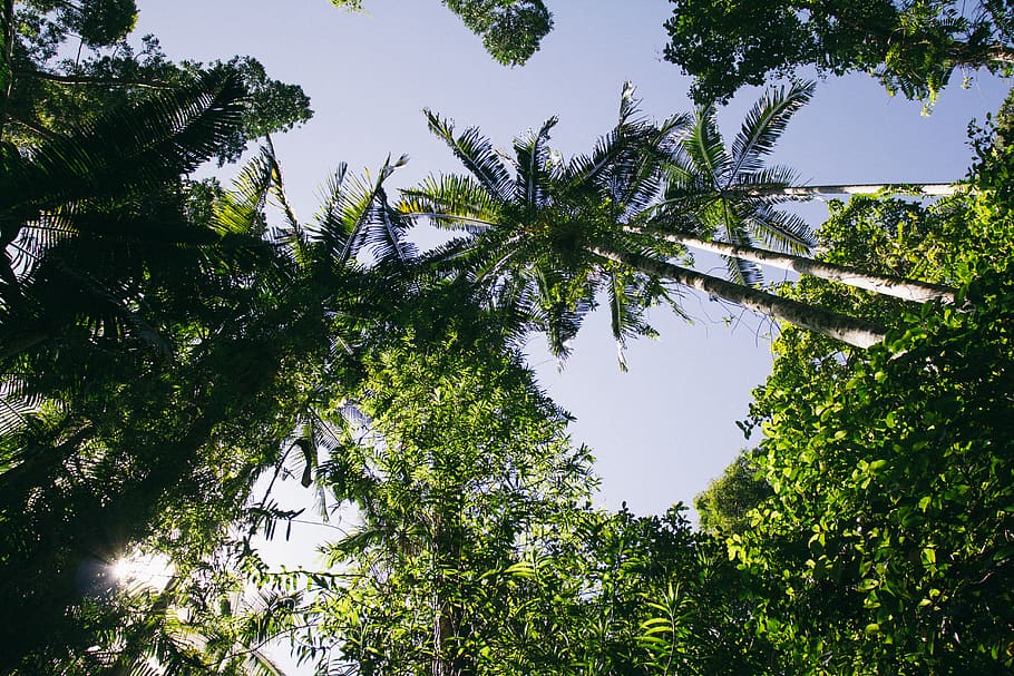 trees, forest, nature, sky, jungle, palm tree, plant, growth HD wallpaper