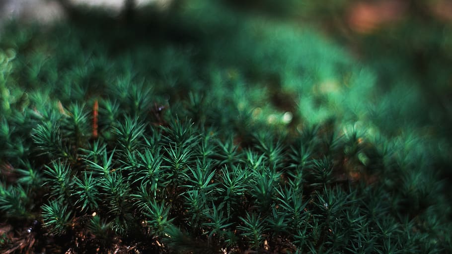 green canabis photography, plant, moss, nature, vegetation, tree, HD wallpaper