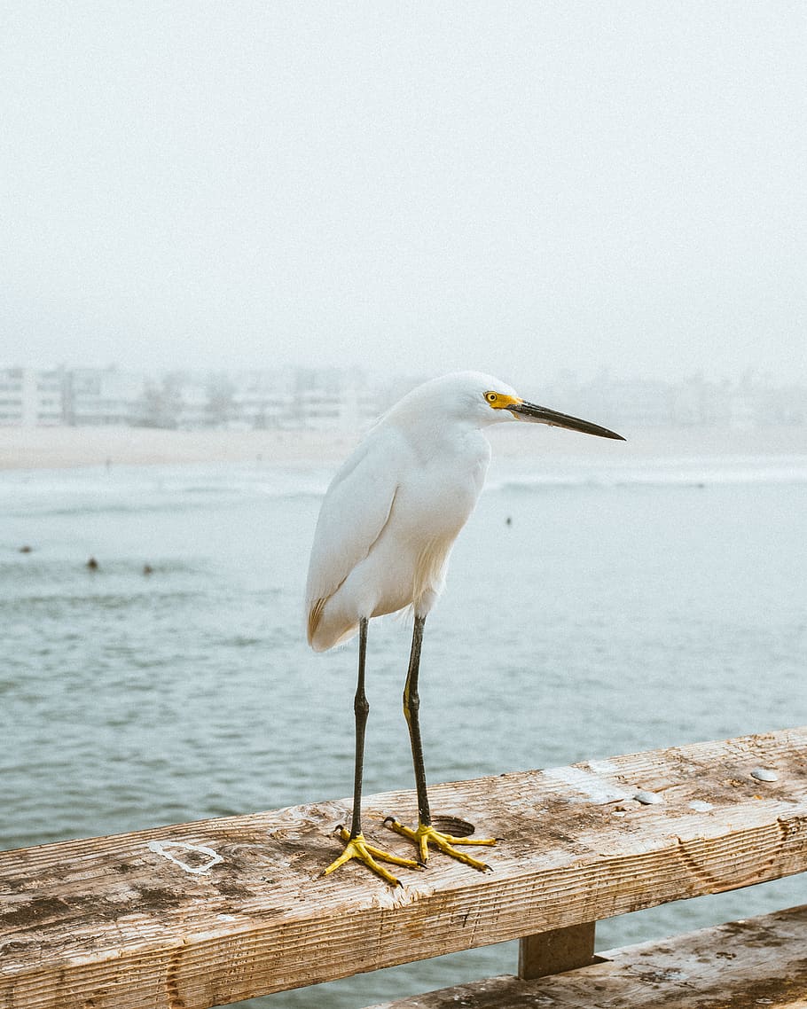 fly, pier, beach, seagull, bird, water, one animal, vertebrate HD wallpaper