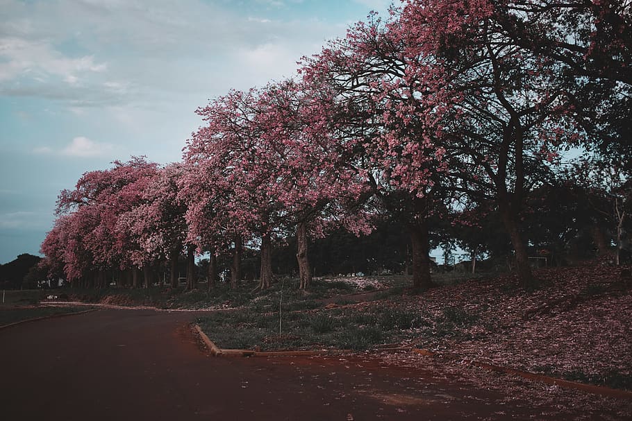 Pink Flowering Trees, beautiful, blooming tree, cherry blossoms HD wallpaper