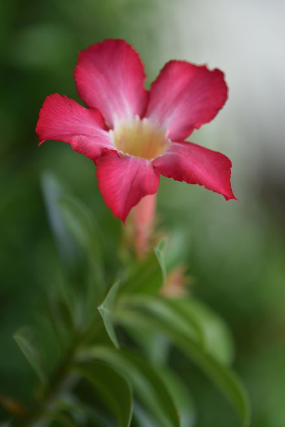 flower, red, pink, violet, purple, yellow, fresh, refresh, prosper HD wallpaper