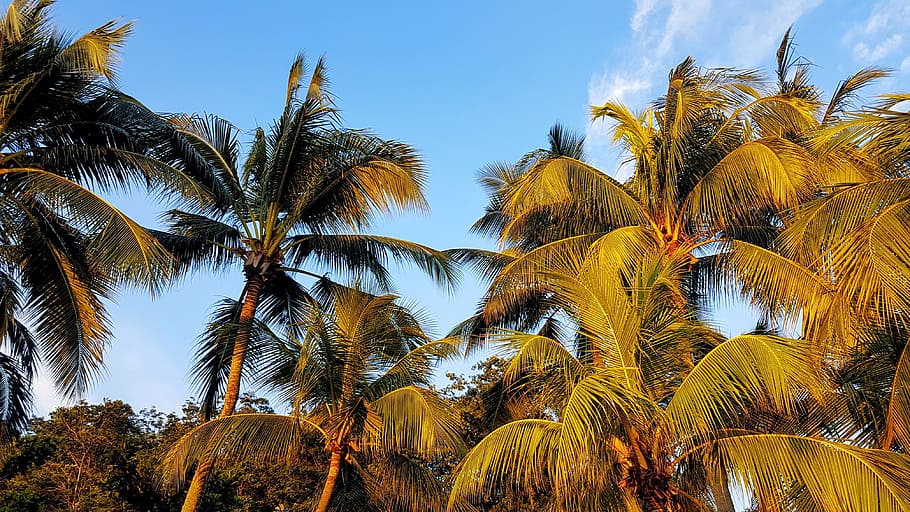 Coconut Trees, clouds, daylight, landscape, nature, outdoors HD wallpaper