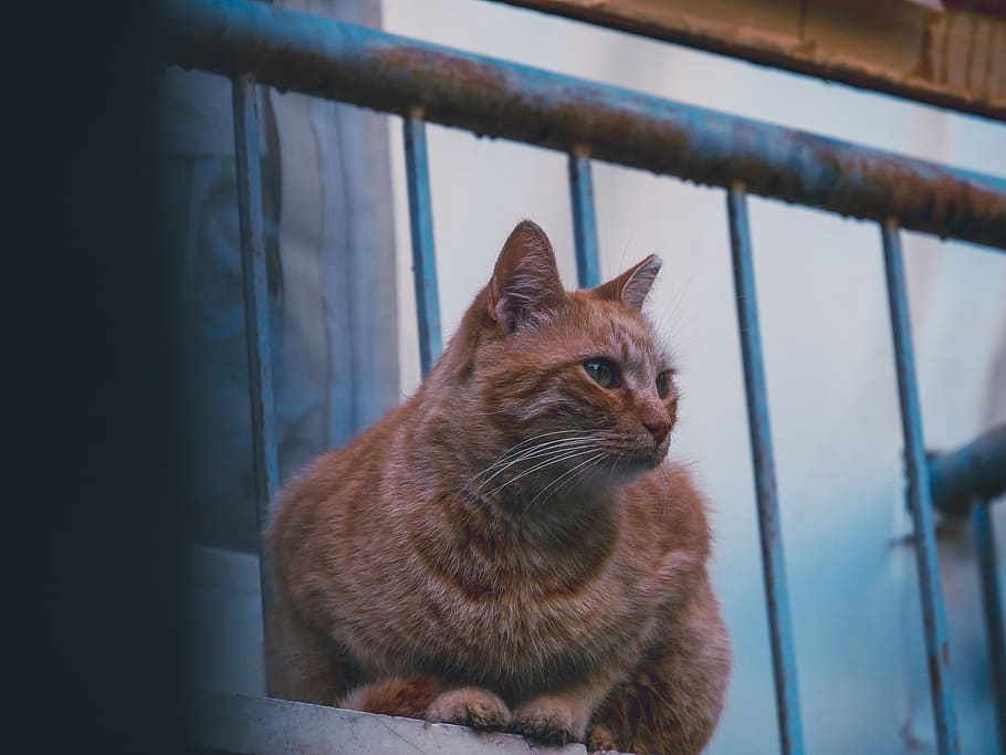 cat, nature, mammal, feline, domestic cat, animal themes, domestic animals HD wallpaper