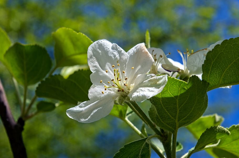 ozark spring apple blossoms, bloom, branch, tree, pink, white HD wallpaper