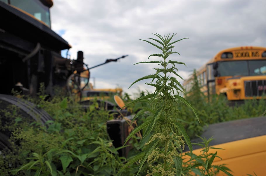 canada, wetaskiwin, bus, junkyard, overgrown, odd, poison, poison ivy HD wallpaper