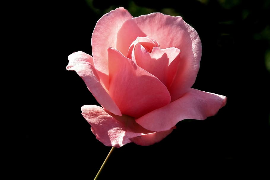 flower, rose, pink, romantic, beauty, garden, love, summer HD wallpaper
