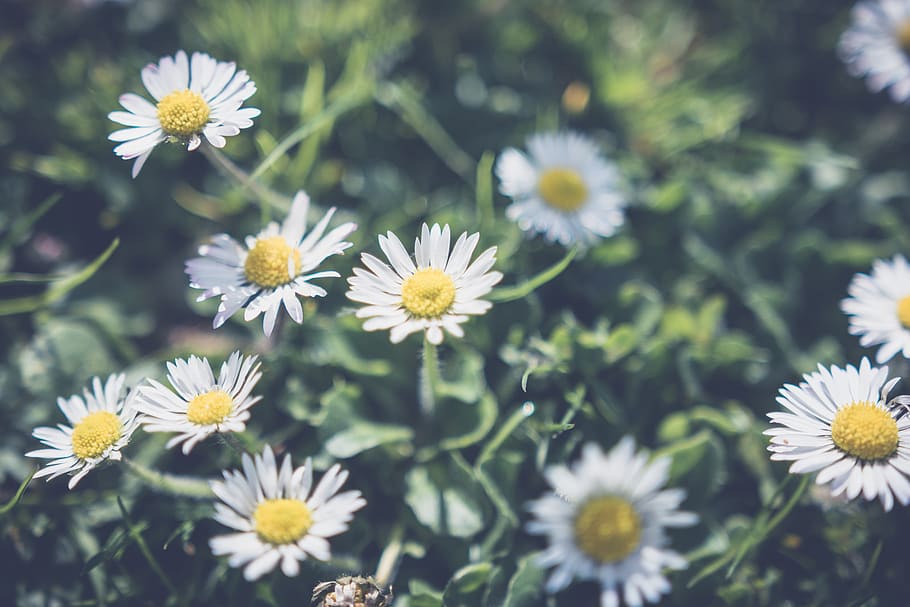 daisy, daises, leaf, grass, plant, flower, nature, outdoor HD wallpaper
