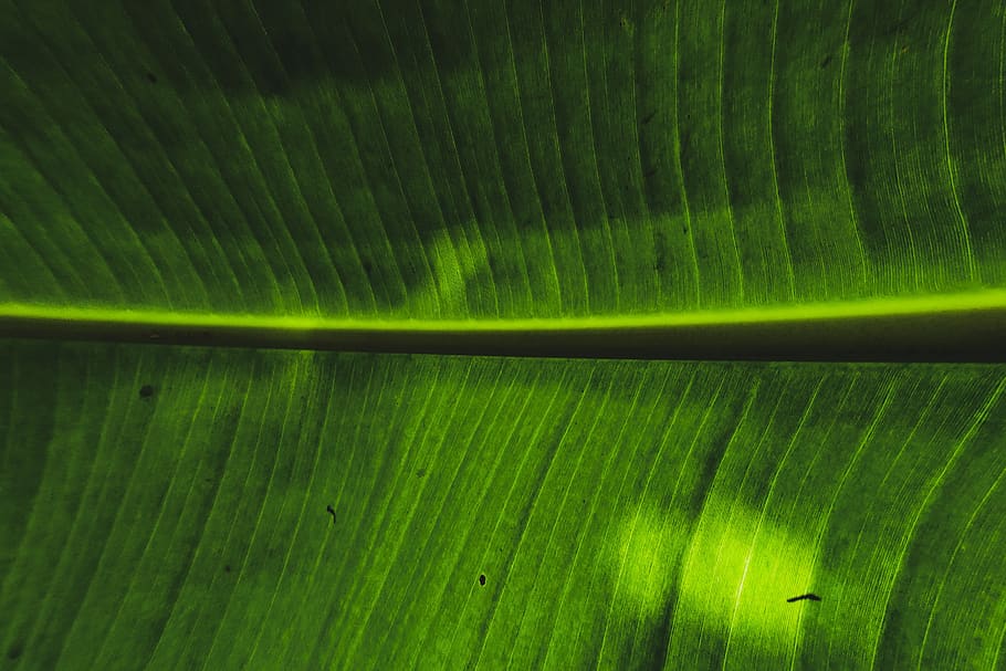 banana leaf, green, pattern, green color, full frame, no people HD wallpaper