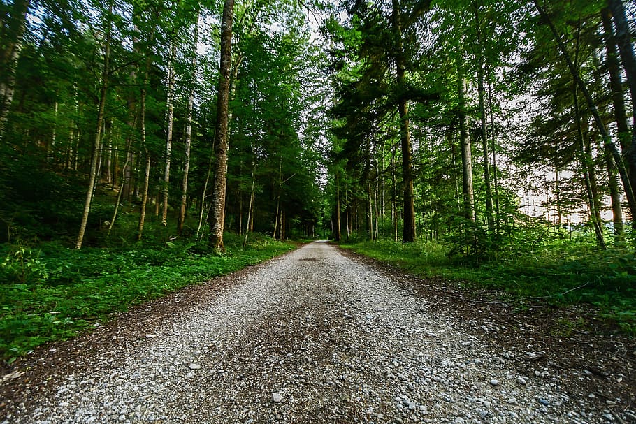 forest, path, nature, landscape, trees, green, plant, the way forward HD wallpaper