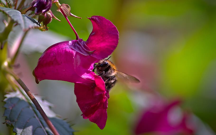 bumblebee, impatiens, flower, work, the collection of, insects HD wallpaper