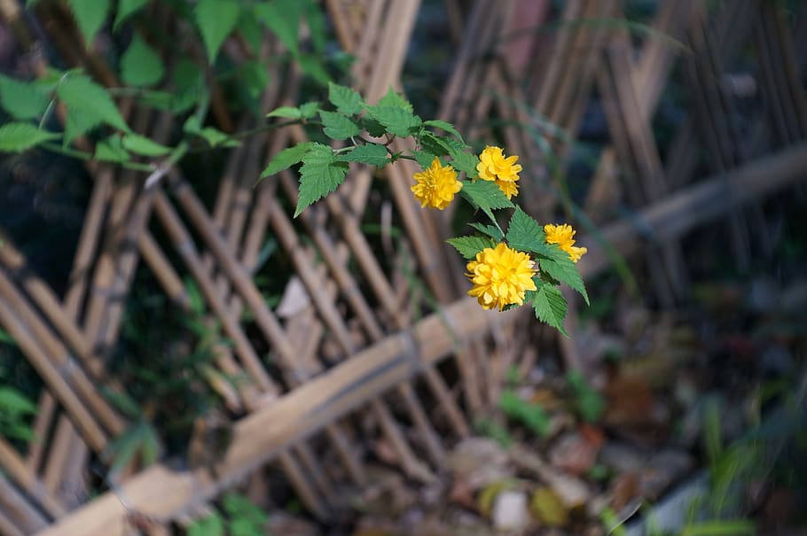 flower, ching ming, plant, park, yellow flowers, petal, bloom HD wallpaper