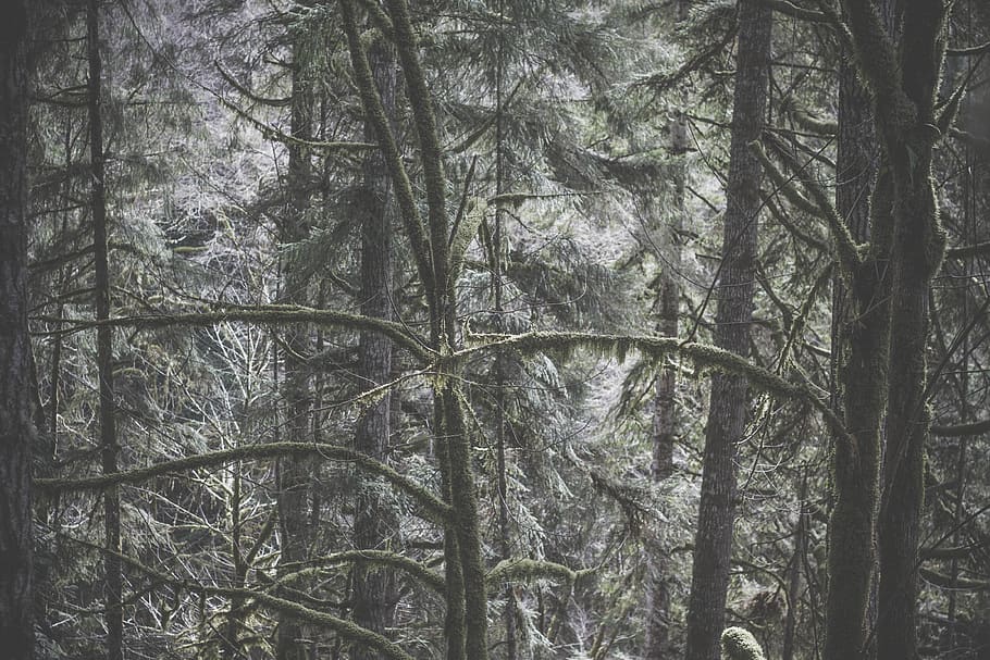 Grayscale Photography of Forest, branches, nature, trees, wood HD wallpaper