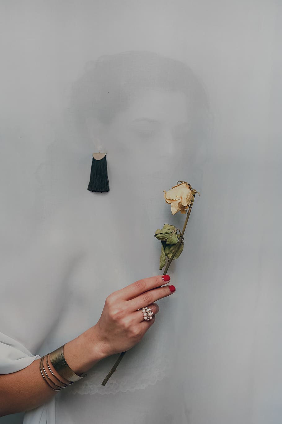 white rose, one person, holding, hand, human hand, indoors, wall - building feature HD wallpaper