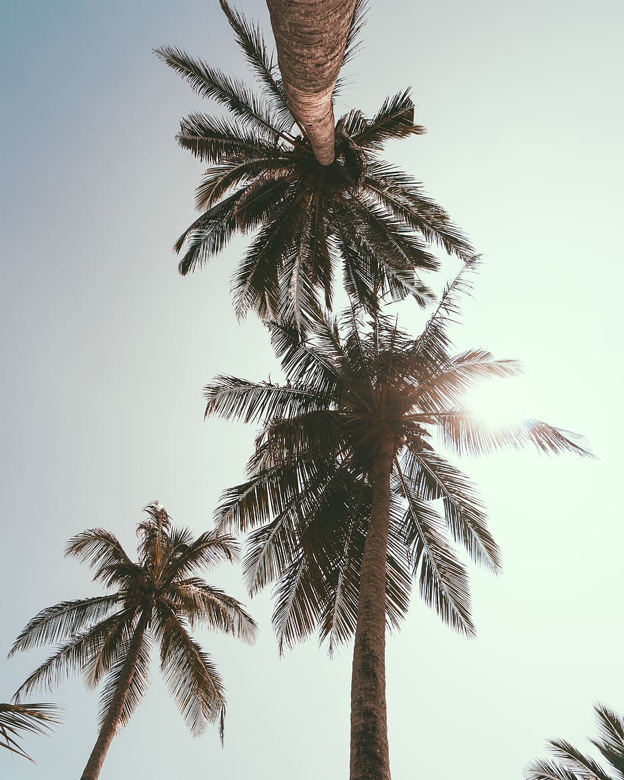 Low Angle Photography of Coconut Trees Under Blue Sky, background HD wallpaper