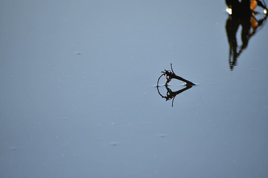 human, person, flying, bird, animal, invertebrate, garden spider HD wallpaper