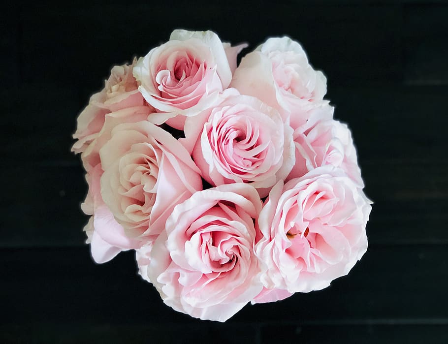 pink roses, plant, blossom, flower, flower bouquet, flower arrangement HD wallpaper