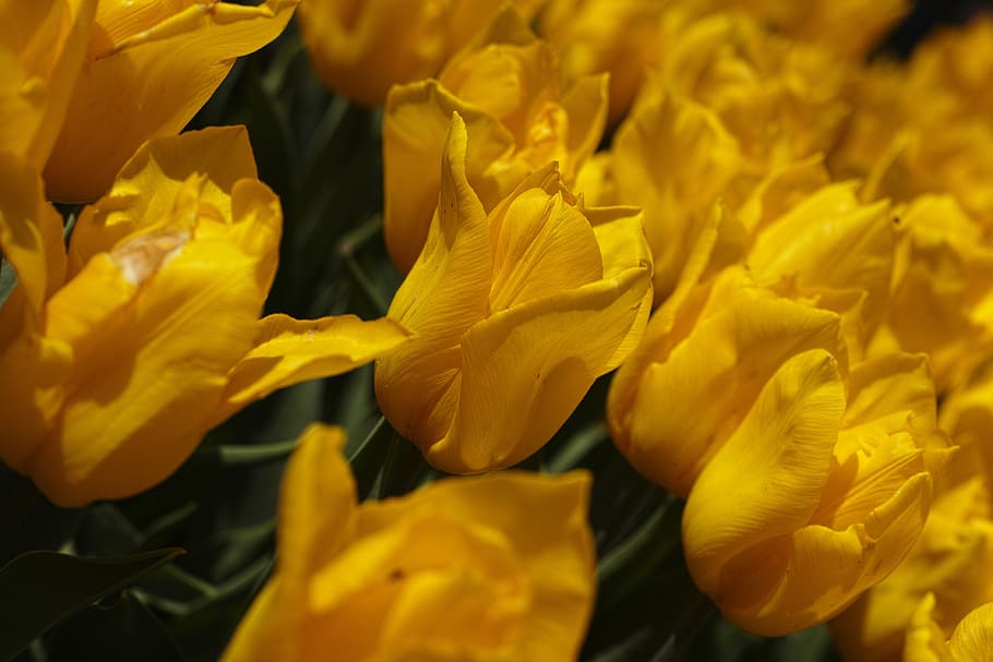 tulips, yellow, spring, color, blooming, flower, bouquet, plant HD wallpaper